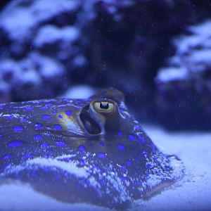 Bluespotted ribbontail ray (Taeniura lymma)