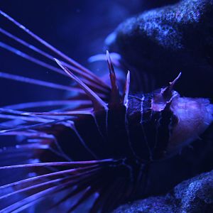 Clearfin lionfish (Pterois radiata)