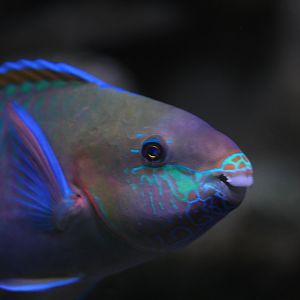 Quoy's parrotfish (Scarus quoyi)