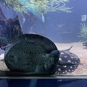Xingu River stingray (Potamotrygon leopoldi)