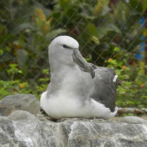 Albatross - Parque de Las Leyendas