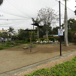 Chilean flamingo aviary - Parque de Las Leyendas