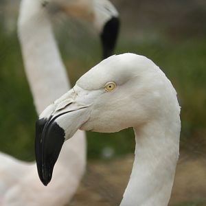 Chilean flamingos - Parque de Las Leyendas