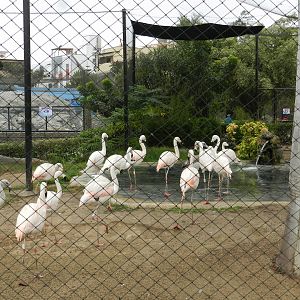 Chilean flamingos - Parque de Las Leyendas