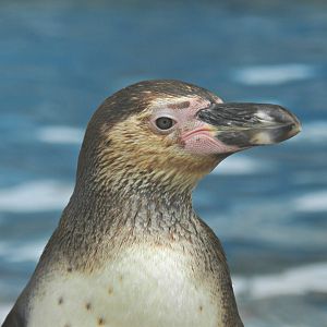 Humboldt penguin - Parque de Las Leyendas