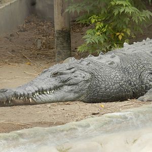 American croc - Parque de Las Leyendas