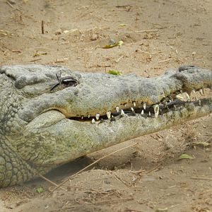 American croc - Parque de Las Leyendas