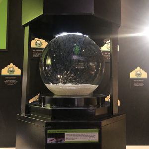 Insectarium: Hawaiian red shrimp (Halocaridina rubra) exhibit