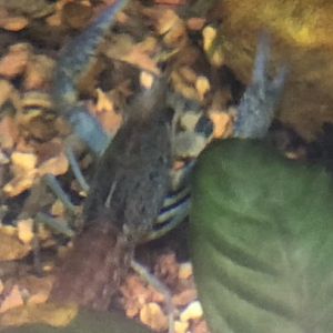 Crayfish ID?