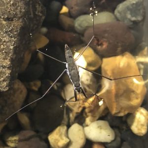 Water skater ID?
