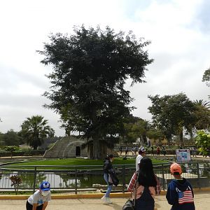 Exhibit for pond turtles and domestic waterfowl - Parque de Las Leyendas