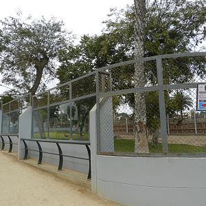 Red kangaroo exhibit I - Parque de Las Leyendas
