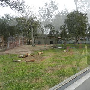 Red kangaroo exhibit I - Parque de Las Leyendas