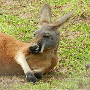 Red kangaroo - Parque de Las Leyendas