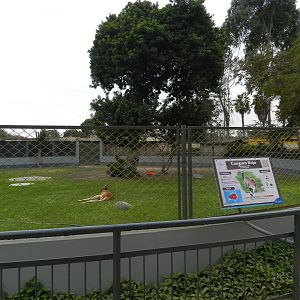 Red kangaroo exhibit II - Parque de Las Leyendas