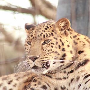 Red Rocks - Amur Leopard