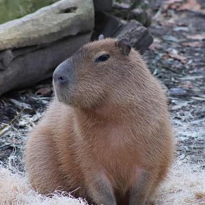 River's Edge - Capybara