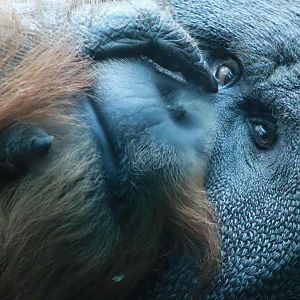 Jungle of the Apes - Sumatran Orangutan