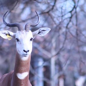 Red Rocks - Dama Gazelle
