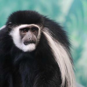 Primate House - Juniper the Colobus Monkey