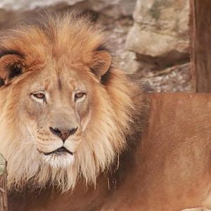 Red Rocks - African Lion