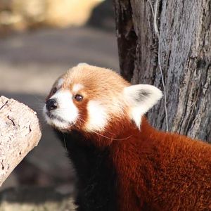 The Wild - Red Panda