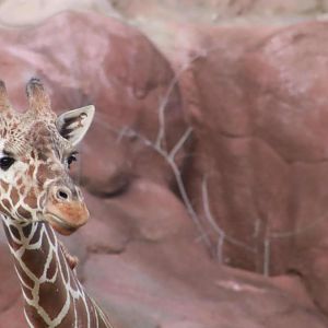 Red Rocks - Giraffe