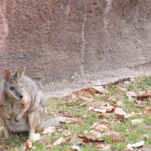 Red Rocks - Tammar Wallaby