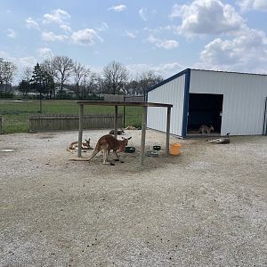 Kangaroo Exhibit