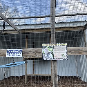 Ring-Tailed Lemur Exhibit