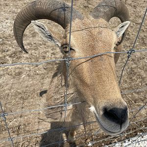 Aoudad
