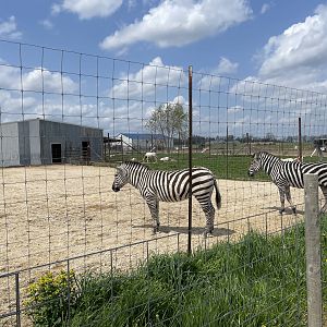 Zebra Exhibit