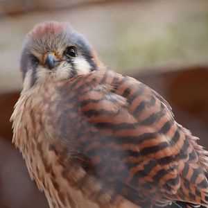 American Kestrel