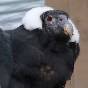 Andean Condor