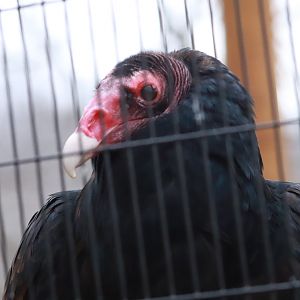 Turkey Vulture