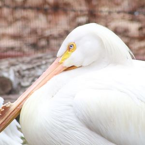 American White Pelican