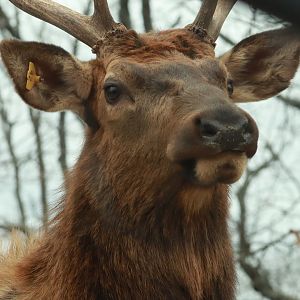 Elk Buck - January 2023