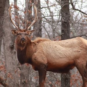 Elk Buck - January 2023