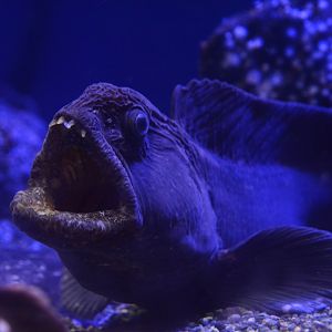 Bering wolffish (Anarhichas orientalis)