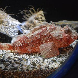 Weedy stingfish (Scorpaenopsis cirrosa)