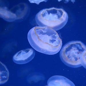 Brownbanded moon jellyfish (Aurelia limbata)