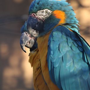 Blue Throated Macaws