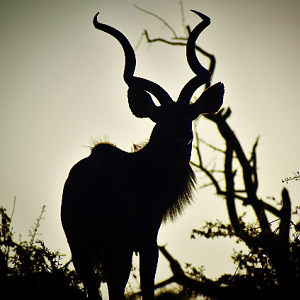 Greater Kudu (Tragelaphus strepsiceros)