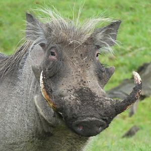 Common Warthog, Longleat Safari and Adventure Park