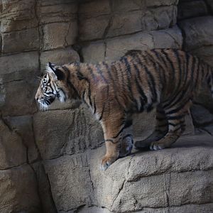 Sumatran Tiger Cub