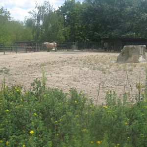 Berlin Tierpark - Horse exhibit