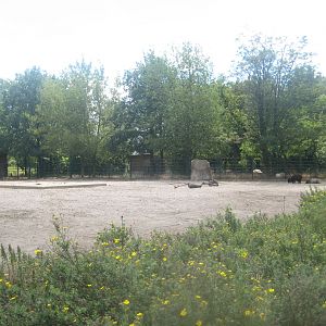 Berlin Tierpark - Cattle/sheep exhibit