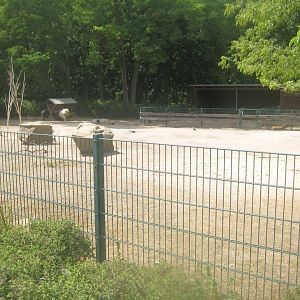 Berlin Tierpark - Goat/sheep exhibit
