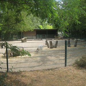 Berlin Tierpark - Goat/sheep exhibit