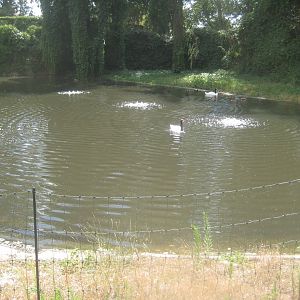 Berlin Tierpark - Swan pond